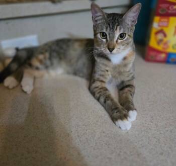 Rescue Tabby Cats for Adoption in The Woodlands, Texas - Everly | PetCurious