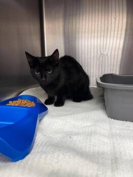 Sophia -  Domestic Medium Hair Cat for Adoption in Burgaw, North Carolina - Sophia | PetCurious