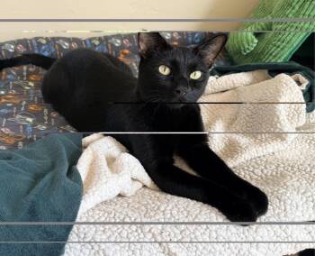 Rugby -  Bombay Cat for Adoption in San Diego, California - Rugby | PetCurious