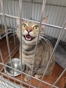 Domestic Short Hair Cats Available for Adoption in Rock Springs, Wyoming - Samba | PetCurious