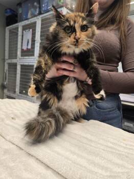 Blair Witch -  Domestic Short Hair Cat for Adoption in Vancouver, Washington - Blair Witch | PetCurious