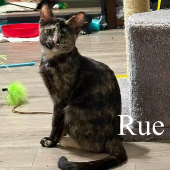 Rue (Bonded with Cinna) -  Domestic Short Hair Cat for Adoption in San Tan Valley, Arizona - Rue (Bonded With Cinna) | PetCurious