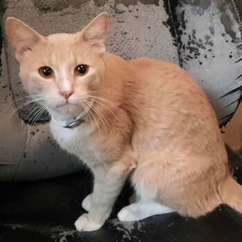 Rescue Domestic Short Hair Cats for Adoption in Dallas, Texas - Sunshine | PetCurious