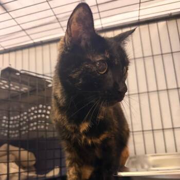 Domestic Short Hair Cats Available for Adoption - Dottie | PetCurious