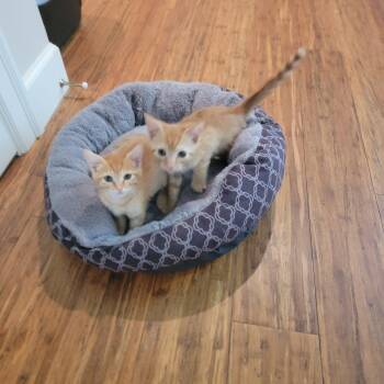 Patrick -  Domestic Short Hair Cat Available for Adoption in Boynton Beach, Florida - Patrick | PetCurious