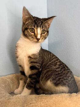 Domestic Short Hair Cats Available for Adoption in Sioux Falls, South Dakota - Jingles | PetCurious
