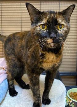 Domestic Short Hair Cats Available for Adoption - Mabel | PetCurious