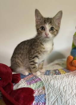 Pretty Mischievous -  Tabby and Domestic Short Hair Cat for Adoption in Georgetown, Kentucky - Pretty Mischievous | PetCurious