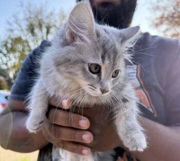 Rescue Turkish Angora and Domestic Long Hair Cats for Adoption in Napa, California - Baby Hog ( AP) | PetCurious