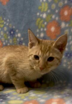 Feta -  Domestic Short Hair Cat for Adoption in Payson, Arizona - Feta | PetCurious