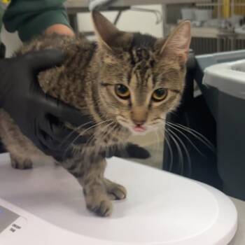 Nancy -  Domestic Short Hair Cat for Adoption in Manhattan, Kansas - Nancy | PetCurious