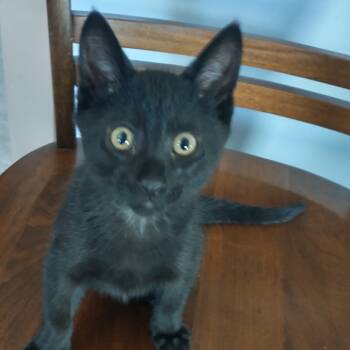 Rescue Domestic Short Hair Cats for Adoption in Rochester, Minnesota - Spike | PetCurious