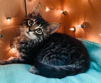 Domestic Long Hair Cats Available for Adoption in Muskego, Wisconsin - Burt - Playful Kitten Fun | PetCurious