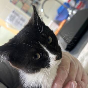 Rescue Domestic Short Hair Cats for Adoption in Asheville, North Carolina - Vex | PetCurious