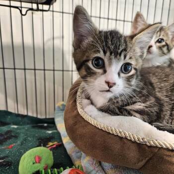 Domestic Short Hair Cats Available for Adoption in Port Townsend, Washington - Capital | PetCurious