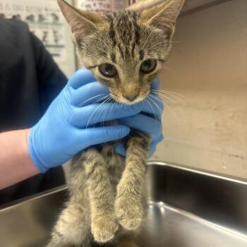 Shelly -  Domestic Short Hair Cat for Adoption in Birmingham, Alabama - Shelly | PetCurious