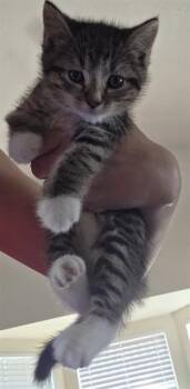 KIA -  Domestic Short Hair Cat for Adoption in Colorado Springs, Colorado - KIA | PetCurious