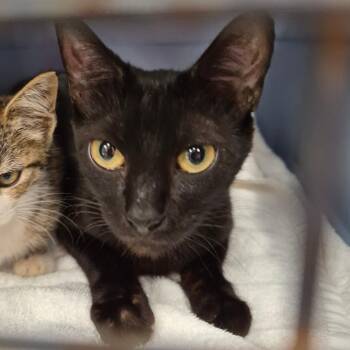 Mary -  Domestic Short Hair Cat for Adoption in Chattanooga, Tennessee - Mary | PetCurious
