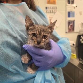 Dock -  Domestic Short Hair Cat for Adoption in Chattanooga, Tennessee - Dock | PetCurious