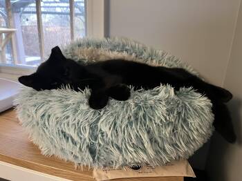 Domestic Short Hair Cats Available for Adoption - Phantom | PetCurious