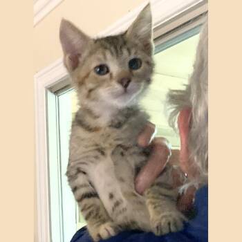 Domestic Short Hair Cats Available for Adoption in Pleasant Hill, California - Sunny | PetCurious