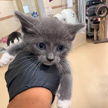 Storm -  Domestic Short Hair Cat for Adoption in Winston-salem, North Carolina - Storm | PetCurious