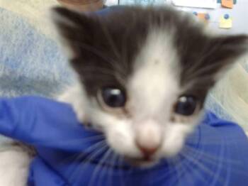 Domestic Medium Hair Cats Available for Adoption in Dallas, Texas - KARL | PetCurious
