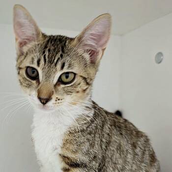 Shovel -  Domestic Short Hair Cat for Adoption in Cumming, Georgia - Shovel | PetCurious