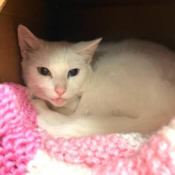 Leslie -  Domestic Short Hair Cat for Adoption in Fairport, New York - Leslie | PetCurious