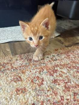 Kiwi -  Domestic Medium Hair Cat for Adoption in Libertyville, Illinois - Kiwi | PetCurious