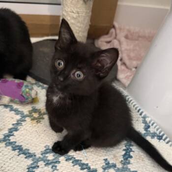 Beth -  Domestic Short Hair Cat for Adoption in Mt. Juliet, Tennessee - Beth | PetCurious