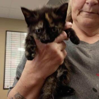 Dilute Tortoiseshell Cats Available for Adoption - Bibi (in Chestertown, MD) | PetCurious