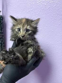 Domestic Medium Hair Cats Available for Adoption in El Paso, Texas - 60600626 | PetCurious