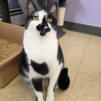 Domestic Short Hair Cats Available for Adoption in Warwick, Rhode Island - Catwoman | PetCurious