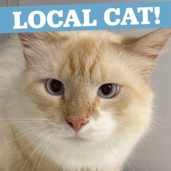 LOCAL CAT, Washington -  Domestic Long Hair Cat for Adoption in Scituate, Rhode Island - LOCAL CAT, Washington | PetCurious