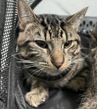 Blade -  Domestic Short Hair Cat for Adoption - Blade | PetCurious