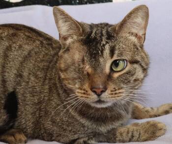 Cy -  Tabby Cat for Adoption in Euclid, Ohio - Cy | PetCurious