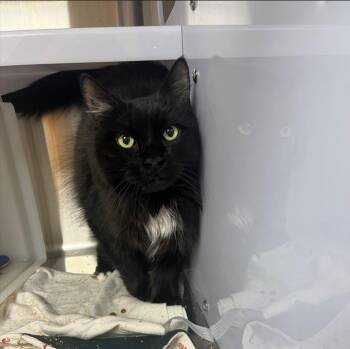 Rescue Domestic Long Hair Cats for Adoption in Boucherville, Quebec - Quiscale | PetCurious