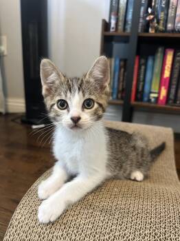 Domestic Short Hair Cats Available for Adoption in San Diego, California - Nicholas | PetCurious