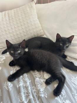 Panther -  Domestic Short Hair Cat for Adoption in Buford, Georgia - Panther | PetCurious