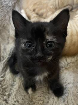 Pixie -  Torbie Cat for Adoption in Incline Village, Nevada - Pixie | PetCurious