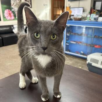Right Twix -  Domestic Short Hair Cat for Adoption in South Haven, Michigan - Right Twix | PetCurious