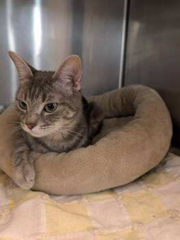 Domestic Short Hair Cats Available for Adoption in Tucson, Arizona - Anya | PetCurious