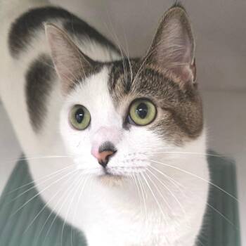 Mel B -  Domestic Short Hair Cat for Adoption in Cumming, Georgia - Mel B | PetCurious
