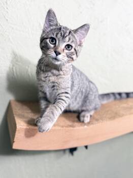 Morton - snuggly little baby -  Tabby Cat for Adoption in Neenah, Wisconsin - Morton - Snuggly Little Baby | PetCurious