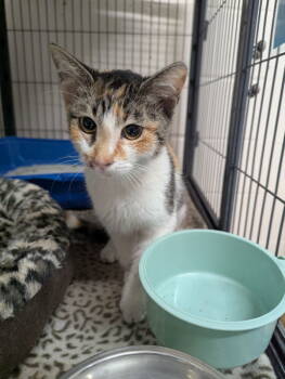 Rescue Calico Cats for Adoption in Ocala, Florida - Marlow | PetCurious