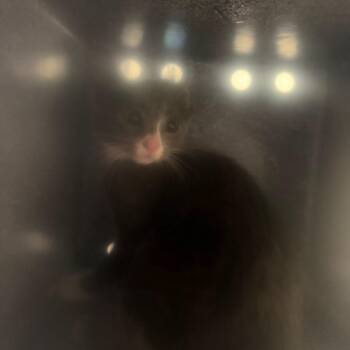Aussie Cheese Fries -  Domestic Short Hair Cat for Adoption in Charlottesville, Virginia - Aussie Cheese Fries | PetCurious
