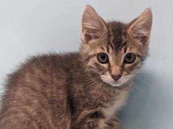 Victor -  Domestic Short Hair Cat for Adoption in Minneapolis, Minnesota - Victor | PetCurious