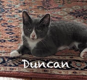 Rescue Domestic Short Hair Cats for Adoption in Pawleys Island, South Carolina - Duncan | PetCurious