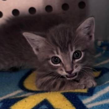 Apple Cider -  Domestic Short Hair Cat for Adoption in Norman, Oklahoma - Apple Cider | PetCurious